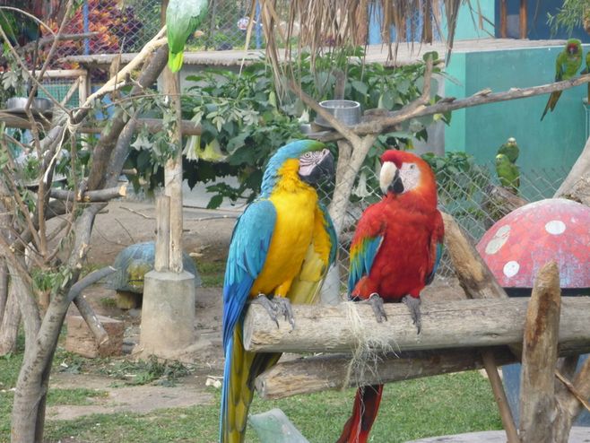 Macaws