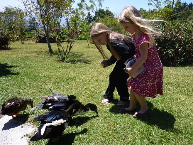 ducks