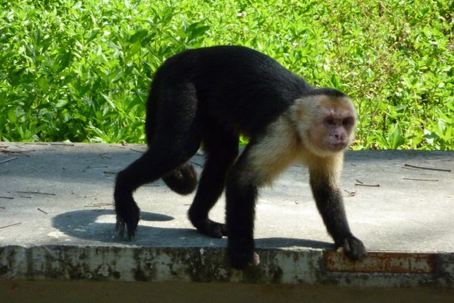 monkey