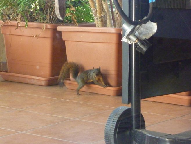 squirrel