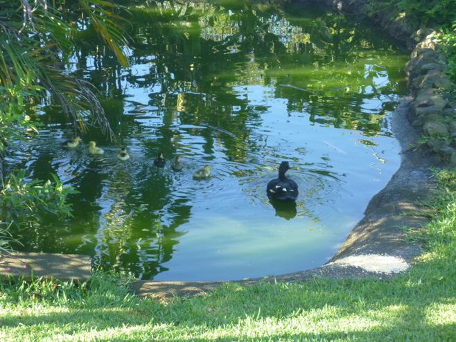 the baby ducks