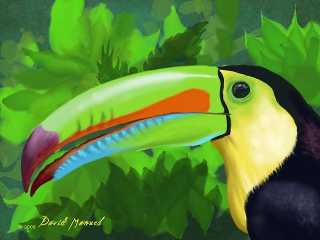 toucan