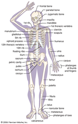 Human body bones parts names details