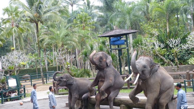 Elefant show