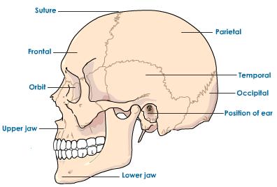 human-skull-structure-1