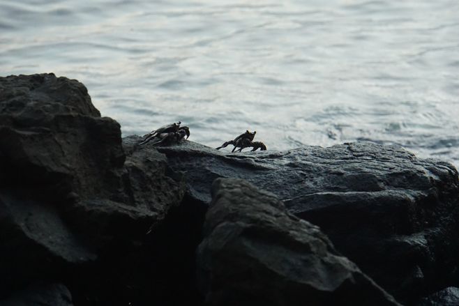 We saw tons of little crabs in Fiji. They were so CUTE